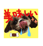 シーズーの生活（個別スタンプ：12）