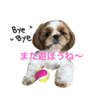 シーズーの生活（個別スタンプ：14）
