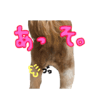 シーズーの生活（個別スタンプ：24）