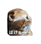 凛のきもち 24（個別スタンプ：21）
