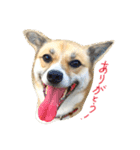 雑種犬まちこ（個別スタンプ：1）