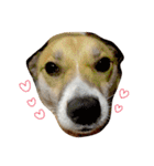 雑種犬まちこ（個別スタンプ：2）