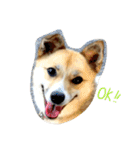雑種犬まちこ（個別スタンプ：3）
