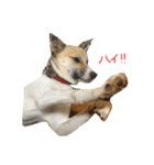 雑種犬まちこ（個別スタンプ：4）