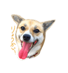 雑種犬まちこ（個別スタンプ：5）