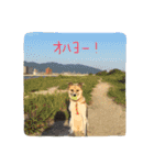 雑種犬まちこ（個別スタンプ：6）