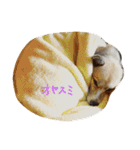 雑種犬まちこ（個別スタンプ：7）