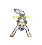 雑種犬まちこ（個別スタンプ：9）
