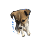 雑種犬まちこ（個別スタンプ：10）
