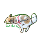 雑種犬まちこ（個別スタンプ：11）