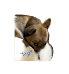 雑種犬まちこ（個別スタンプ：13）