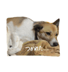 雑種犬まちこ（個別スタンプ：14）