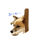雑種犬まちこ（個別スタンプ：15）