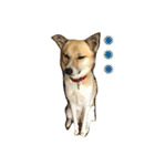 雑種犬まちこ（個別スタンプ：16）