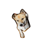 雑種犬まちこ（個別スタンプ：17）