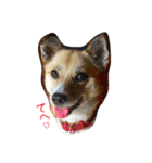 雑種犬まちこ（個別スタンプ：18）