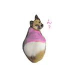 雑種犬まちこ（個別スタンプ：20）