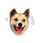 雑種犬まちこ（個別スタンプ：21）