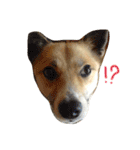雑種犬まちこ（個別スタンプ：22）