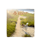 雑種犬まちこ（個別スタンプ：23）