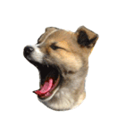 雑種犬まちこ（個別スタンプ：24）