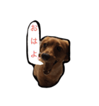 ちょこの日常。〜コメント付き〜（個別スタンプ：2）