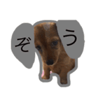 ちょこの日常。〜コメント付き〜（個別スタンプ：5）