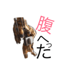ちょこの日常。〜コメント付き〜（個別スタンプ：9）