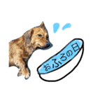 ちょこの日常。〜コメント付き〜（個別スタンプ：14）