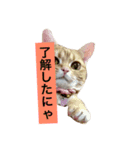にゃんこスタンプ カリラたん #2（個別スタンプ：5）