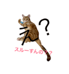 にゃんこスタンプ カリラたん #2（個別スタンプ：7）