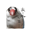 TAHARAnoTORI（個別スタンプ：1）