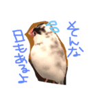 TAHARAnoTORI（個別スタンプ：2）