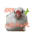 TAHARAnoTORI（個別スタンプ：4）