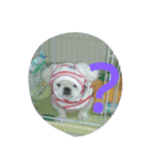 ペキニーズの「のびたくん」（個別スタンプ：6）
