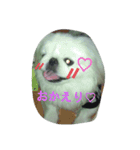 ペキニーズの「のびたくん」（個別スタンプ：11）