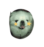 ペキニーズの「のびたくん」（個別スタンプ：13）