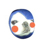 ペキニーズの「のびたくん」（個別スタンプ：16）