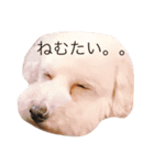 会話するワン（個別スタンプ：1）