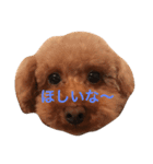 会話するワン（個別スタンプ：5）