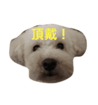 会話するワン（個別スタンプ：7）