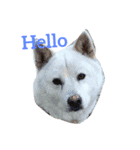 犬は本当にかわいい（個別スタンプ：1）