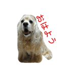 お嬢様犬の日常（個別スタンプ：1）