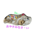 お嬢様犬の日常（個別スタンプ：2）