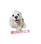 お嬢様犬の日常（個別スタンプ：3）
