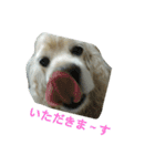 お嬢様犬の日常（個別スタンプ：4）