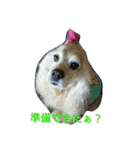 お嬢様犬の日常（個別スタンプ：5）