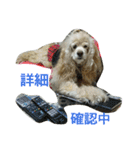 お嬢様犬の日常（個別スタンプ：8）