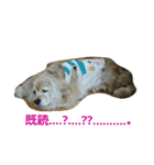 お嬢様犬の日常（個別スタンプ：9）