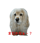 お嬢様犬の日常（個別スタンプ：10）